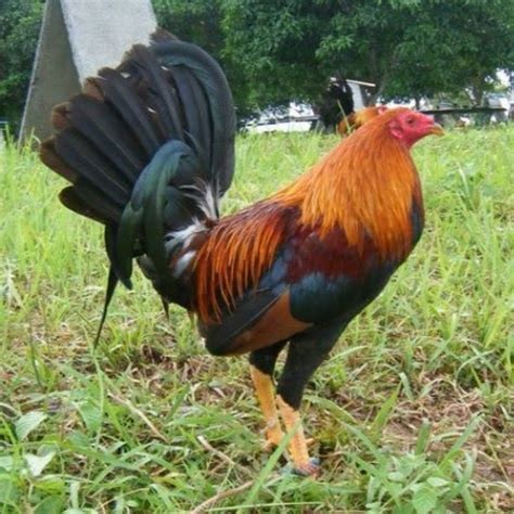 philippines gamefowl.